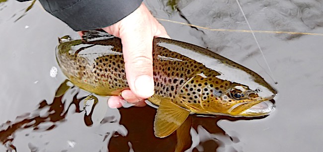 Brown trout fly fishing at Llandderfel - hare's ear nymph