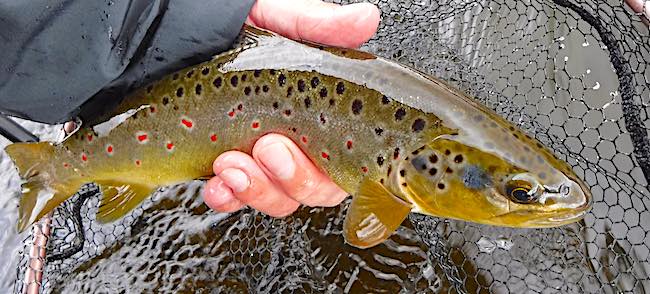 Duncans Pool - trout fly fishing with squirmy worm
