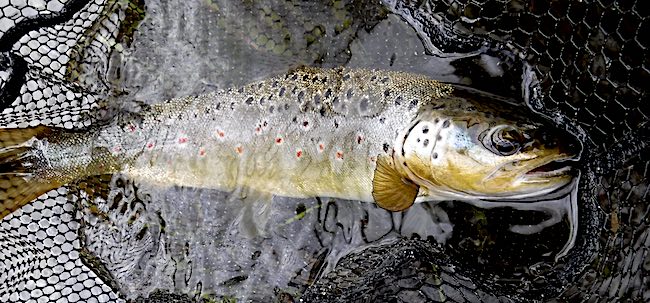 Trout caught by Graham on the Welsh Dee