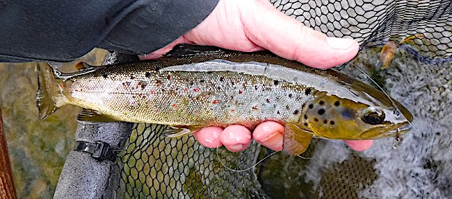 Trout caught fly fishing above Derecks Pool 2