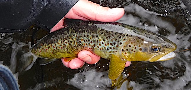 Trout fly fishing Mill Run