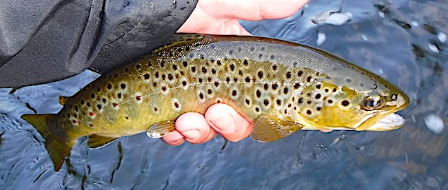 Trout fly fishing at Mill Run 2