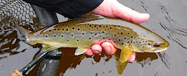 trout caught streamer fly fishing