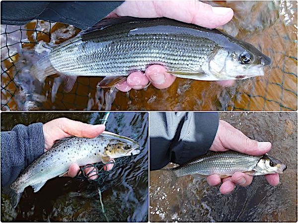 Fishing for grayling Cementry pool