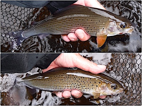 Fishing for grayling at Grove Farm