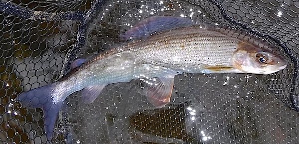 Grahams grayling from Long Meadows