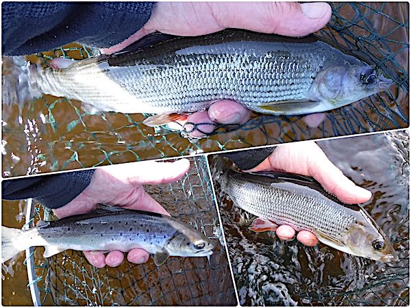 Grayling & sea trout caught at Grove farm