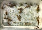 Kick sampling - River Eamont sample