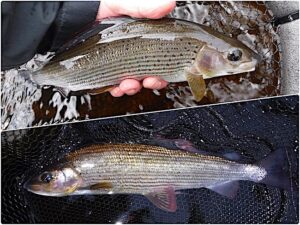 Grayling fishing report 22 feature image