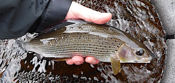 Grayling fishing report Welsh Dee - Nov 27