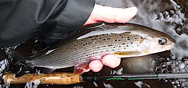 Grayling fishing report Welsh Dee - Nov 27-4