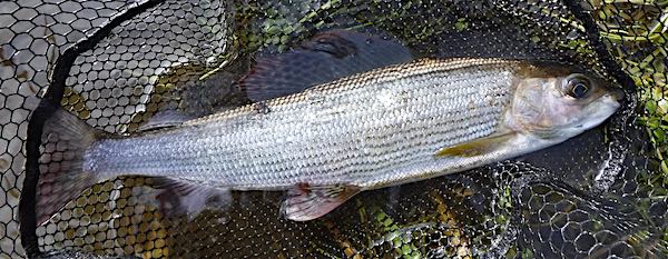 Grayling fishing report for Llangollen 2