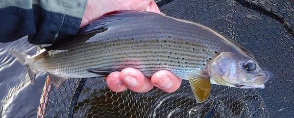 Grayling fishing report from Llandderfel - 2