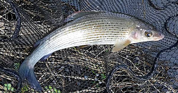 Grayling fishing on the River Wye