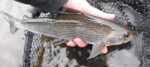 Duncans Pool grayling -1 Feb fishing report