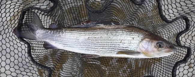 Duncans Pool grayling -2 Feb fishing report