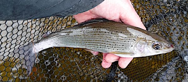 February fishing report - Ty Mawr Grayling-1