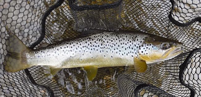 Duncans Pool brown trout