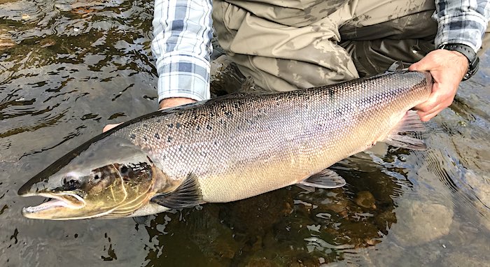 Cottage pool salmon