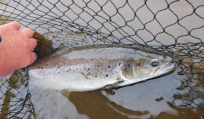 River Eden Daytime sea trout caught on a black hopper