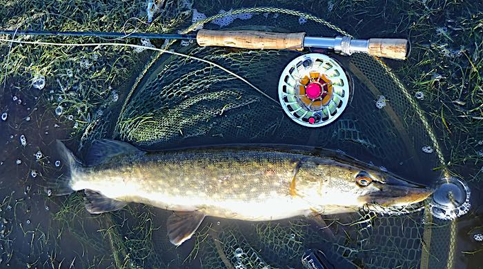 Pike caught on a 9ft 8# Guideline Deep Blue fly rod