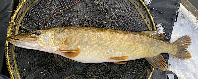 Pike fly fishing in winter