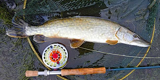 Stillwater pike fly fishing