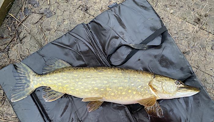 Using an pike unhooking mat