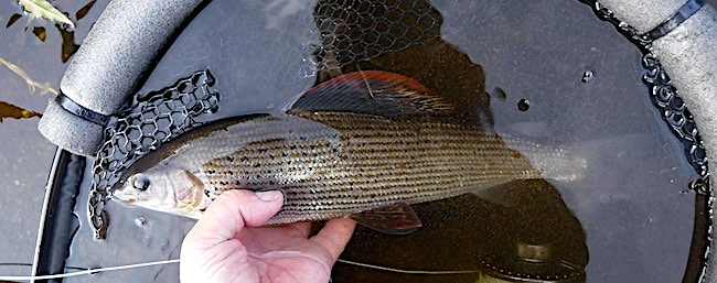 Dee Farm Grayling