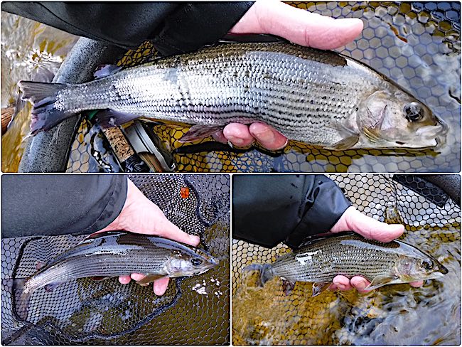 Glide Pool - grayling fishing report