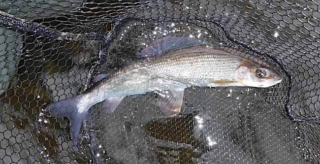 Grahams Llanderfel grayling