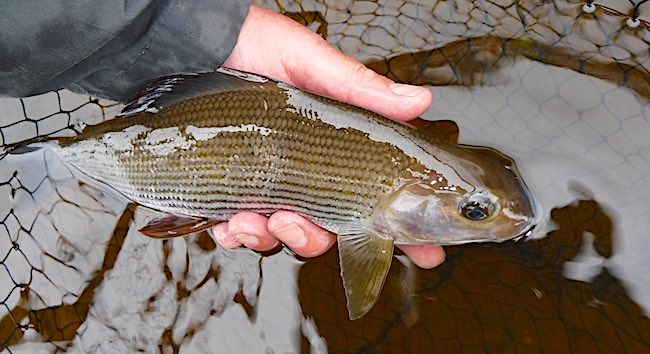 Grayling fishing reort - Oct 24