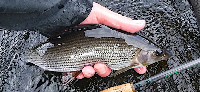 Llandderfel Grayling fishing report - Oct 24