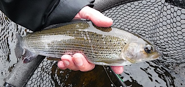 Long Meadows Grayling fishing reort - Nov 24