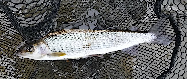 dry fly caught Llyn-Y-Boat grayling