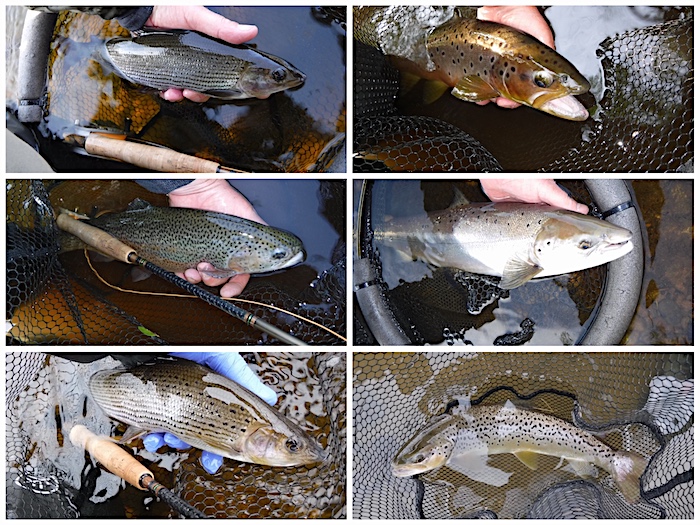 Fish caught on my Hardy Marksman fly rod