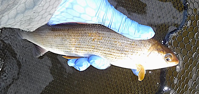 River Calder Fishing Grayling 1