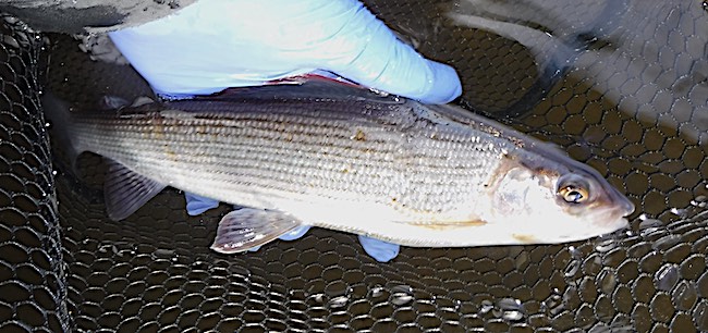 River Calder Fishing Grayling 2