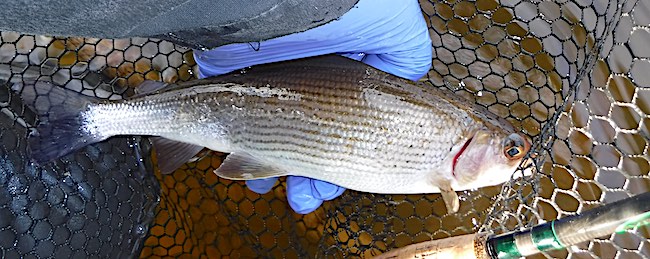 River Calder Fishing Grayling 3