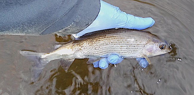 River Calder Fishing Grayling 4