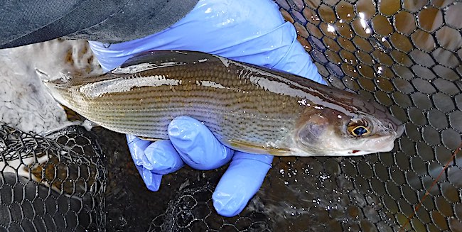 River Calder Fishing Grayling 5