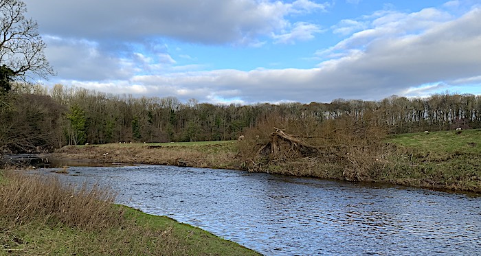 River Calder Fishing - Top Pool