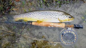 Welsh Dee Fishing Report Ddol-isaf trout