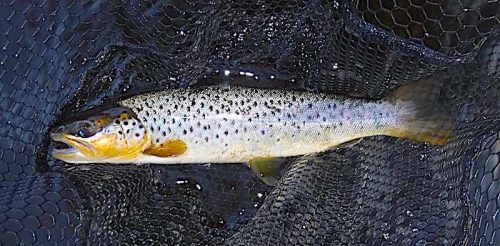 trout fly fishing on the Welsh Dee
